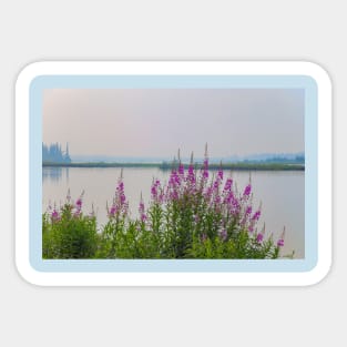 USA. Alaska. Fireweeds on the River Shore. Sticker